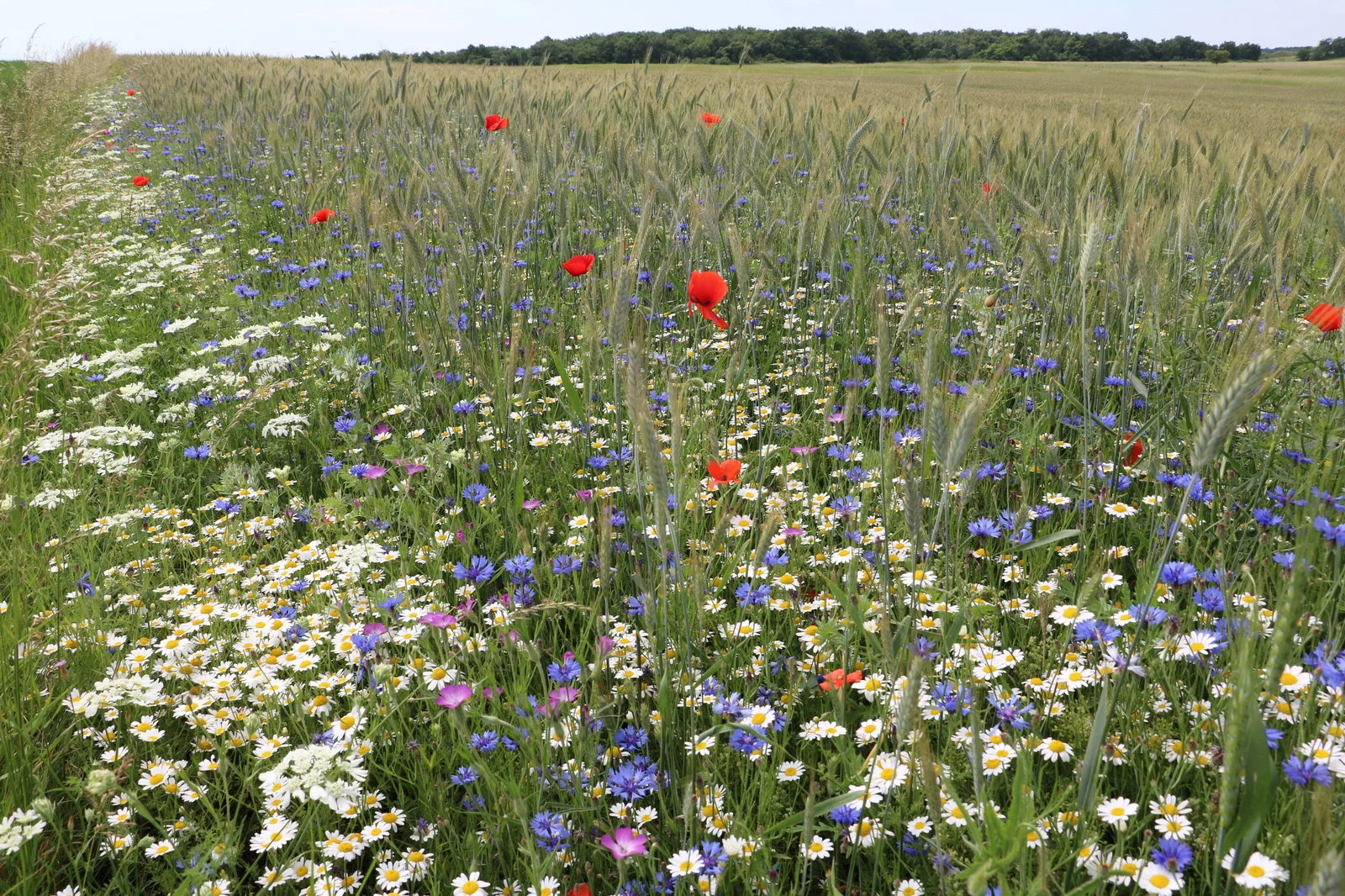 green connections project